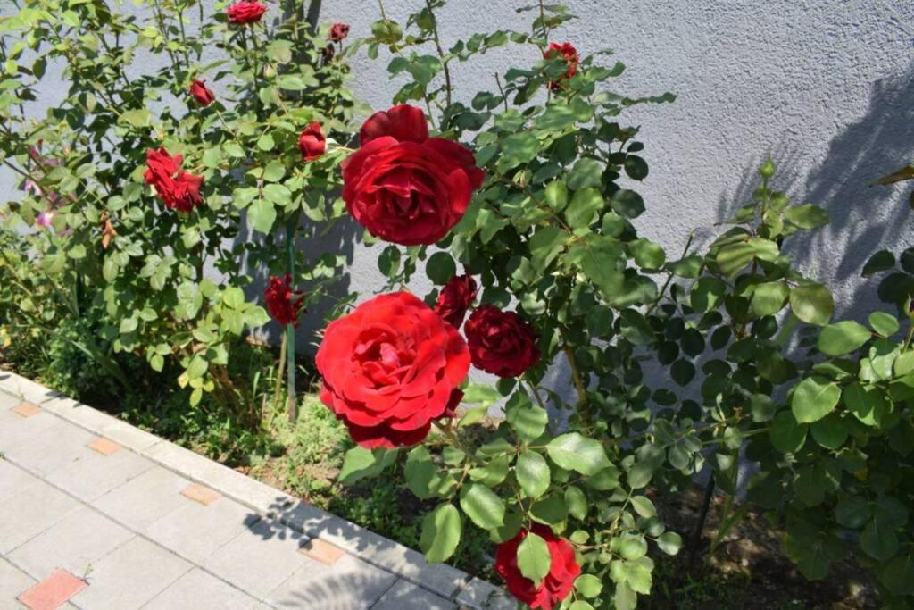 Private Lux Mila With Swimming Pool By The Danube, Sleeps 18 *